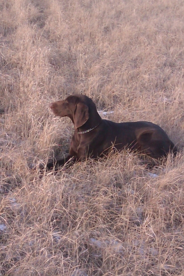borka z potonskej luky