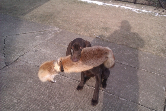 borka z potonskej luky