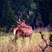 statny ale nezaostreny