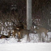 Zalúbený párik hehehe