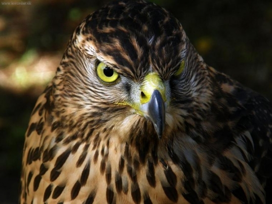 Zazerač, aj by som sa bál