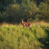 Aj ja raz budem statný chlap