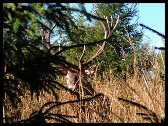 Stál som mu v ceste ( 4 metre )