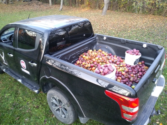 Nazbierané zákusky pre zver
