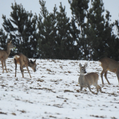 Na Tri krále o krok dále