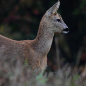 Medzi jeseňou a zimou