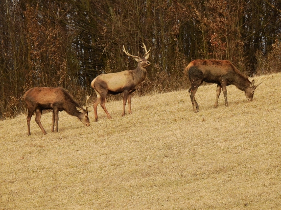Trio