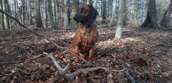 Borke sa darí tento rok...