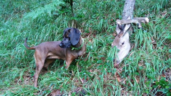 KIARA SPOD HYLA TRENING NA PF