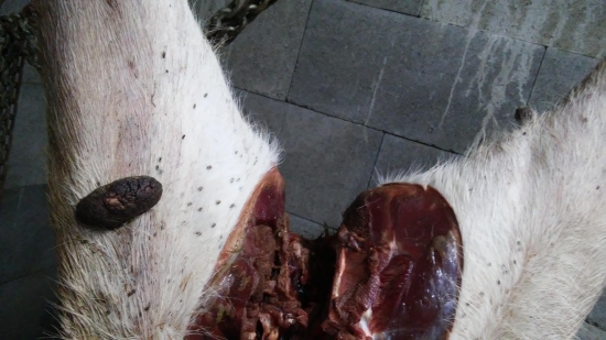 fibropapylomatóza na jelenici.-šmolke.