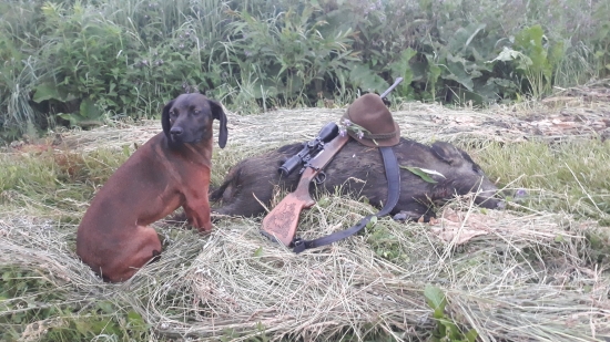 Diviačik  zo Slatiny