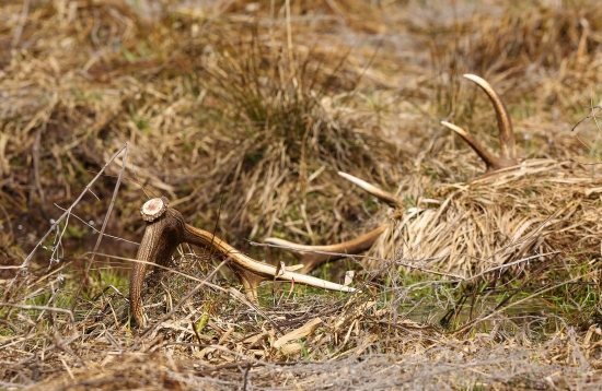 aprílové lúčniaky