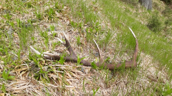 zabudnuta štrnástka