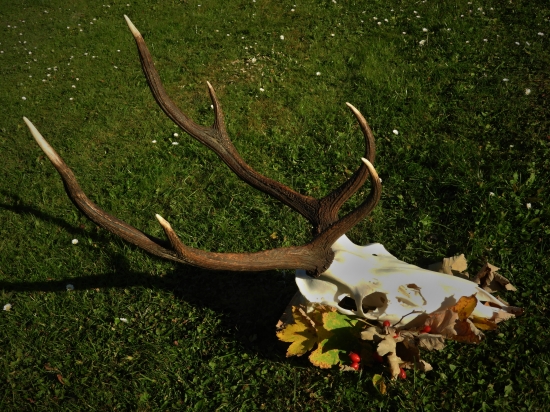 oktobrový škodník