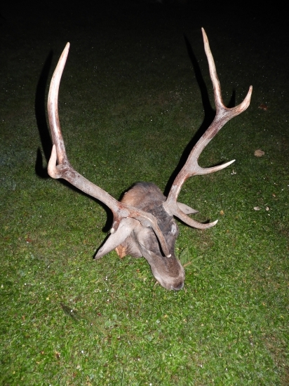 Tento rok mimoriadna priazeň patronov