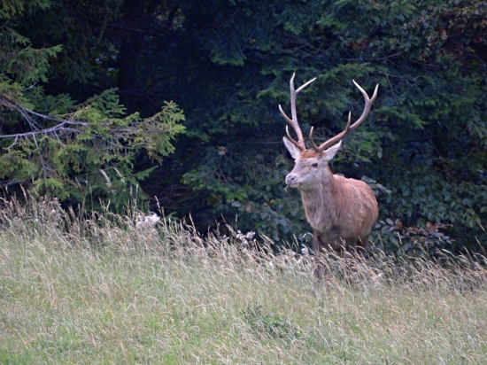 Ked vie že už odlovené je...