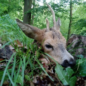 Rychlovka ze Srnčí paseky