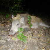 O neposlušném selátku