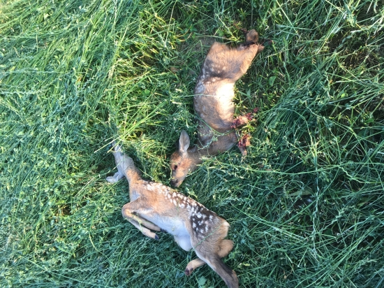 Smutný pohľad po kosení