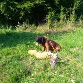 Alanko a srnec, ktorý sa chcel skryť pod fúrik.