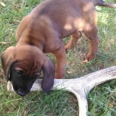 Cézar od Klinského potoka