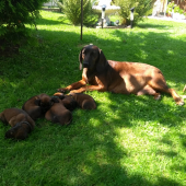 Bavoráčiky oddychujú :)