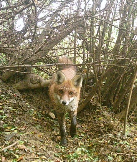 Na chodníčku