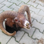Baran