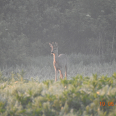 ročný výradový srnček