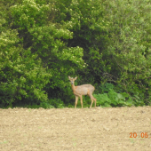 ročný výradový srnček