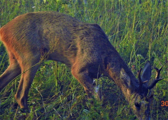 krásavec
