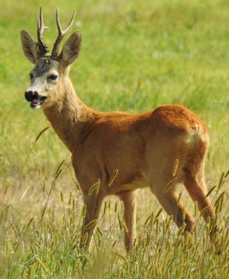 kapitálny