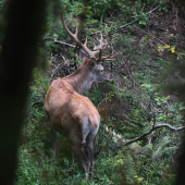 Pohľad do kráľovej koruny.