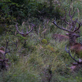 Čakajú kto by im rozdal karty.
