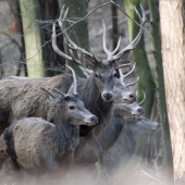 Takto to vypadá,keď každý chce byť v zábere.