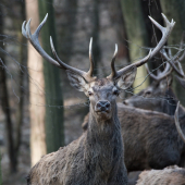 Keď sa vaše pohľady stretnú na pár krokov.