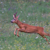 Za hlasom rujnej srny.