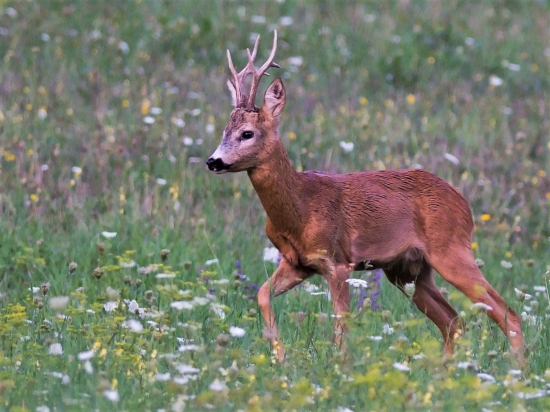 Celkom slušný mladík.