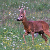 Celkom slušný mladík.