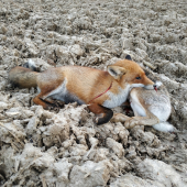 Zajac ju vyšiel draho