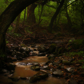 letný večer pri potoku..
