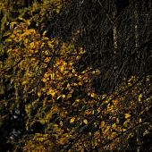 jesenný podvečer..