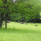 Podvečerna prechadzka