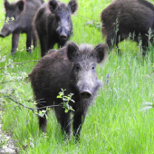 Nezabudnuteľné stretnutie