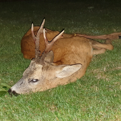 Tohtoročná III .VT