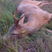 Nádherný srnec u kamaráta