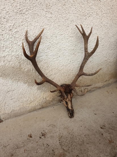 Staré vinice si zasa vybrali svoju daň