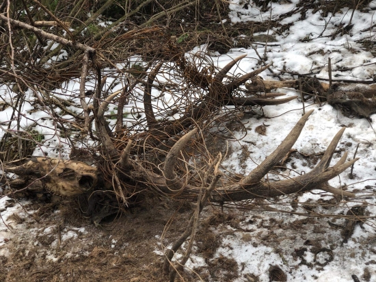 Takto ho chalani našli ...