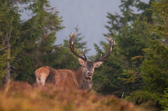 Král hřebenu se  po 2 letech opět ukázal