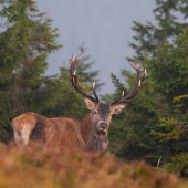 Král hřebenu se  po 2 letech opět ukázal